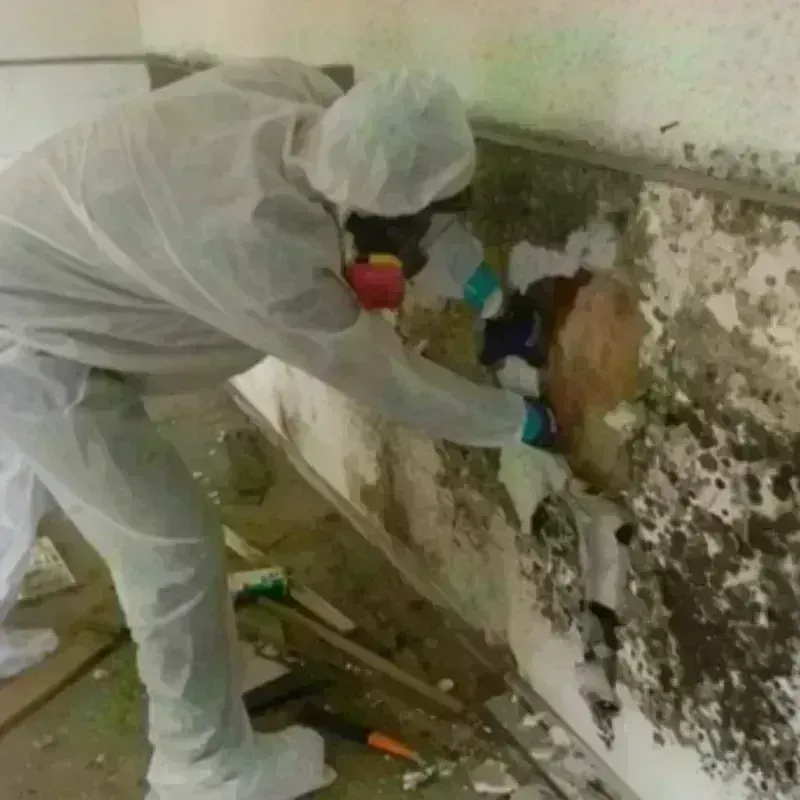 Mold Remediation and Removal in Machiasport, ME